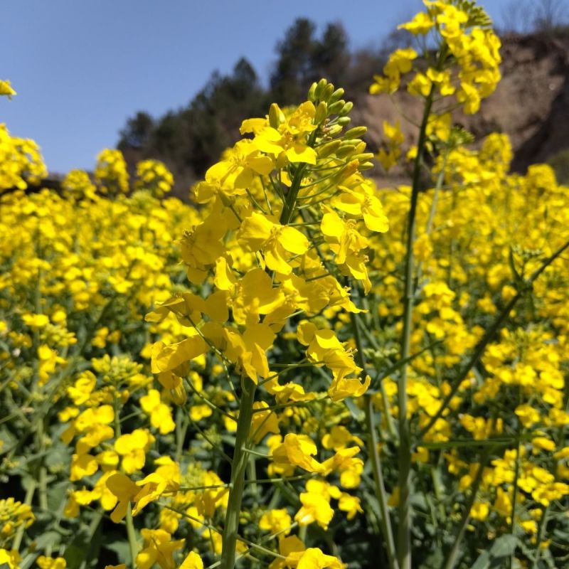 浙油83油菜种子高产高油矮杆结荚密抗倒抗寒抗病适广性强