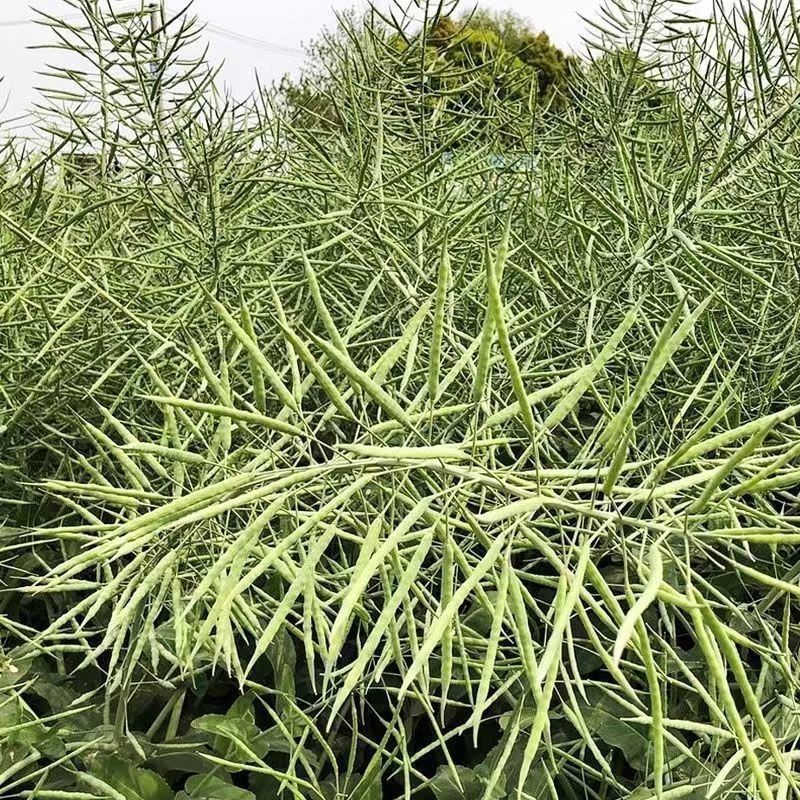 浙油505油菜种子高产杂交抗病耐寒青花菜籽榨油食用油菜种