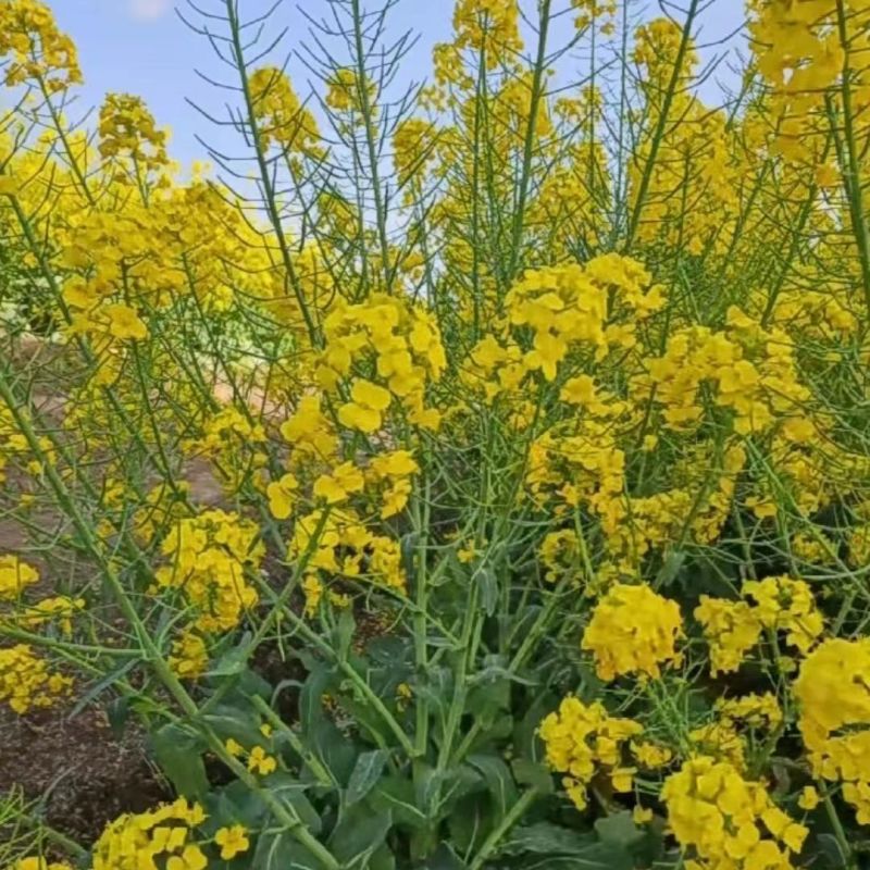 浙油505油菜种子高产杂交抗病耐寒青花菜籽榨油食用油菜种