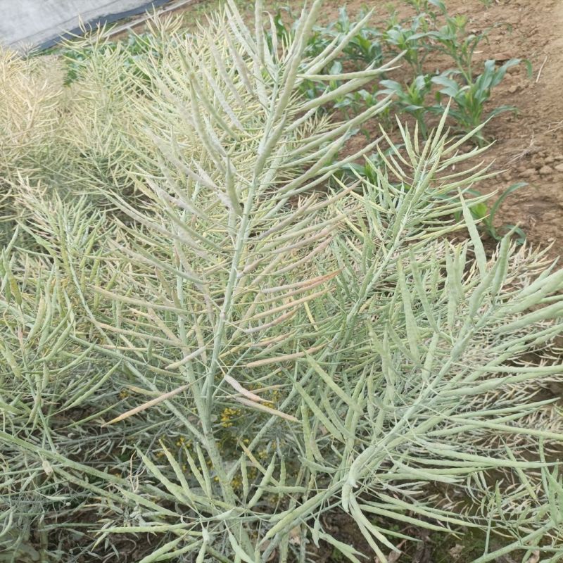 浙油505油菜种子高产杂交抗病耐寒青花菜籽榨油食用油菜种