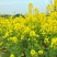 浙油505油菜种子高产杂交抗病耐寒青花菜籽榨油食用油菜种