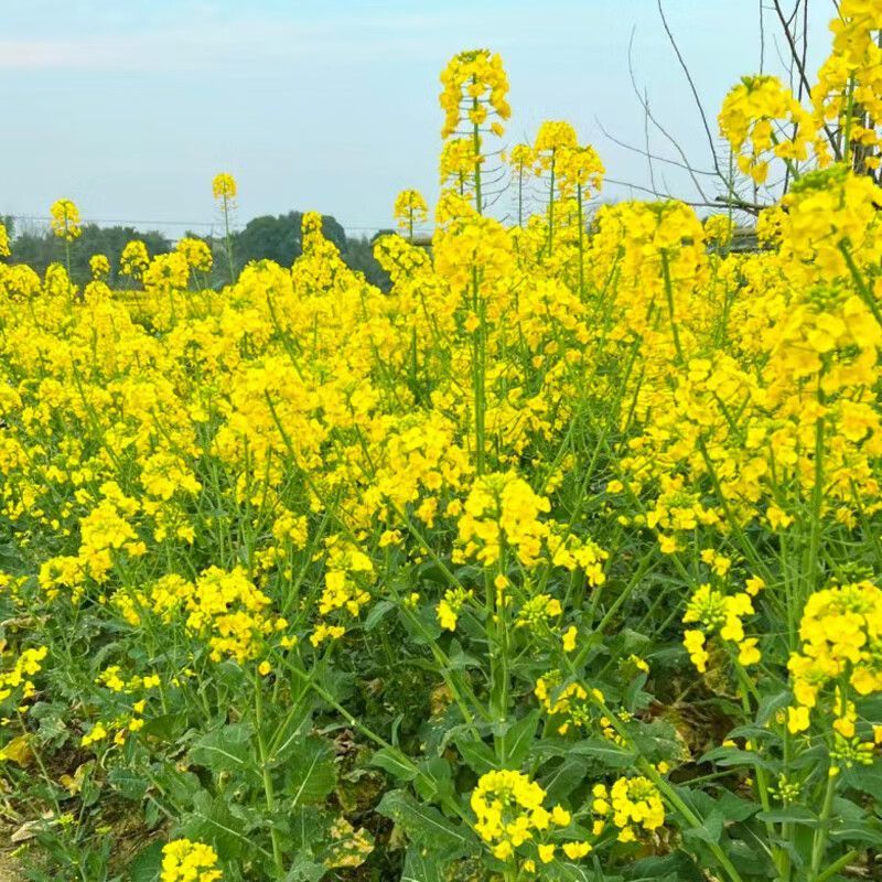 浙油505油菜种子高产杂交抗病耐寒青花菜籽榨油食用油菜种