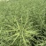 浙油505油菜种子高产杂交抗病耐寒青花菜籽榨油食用油菜种