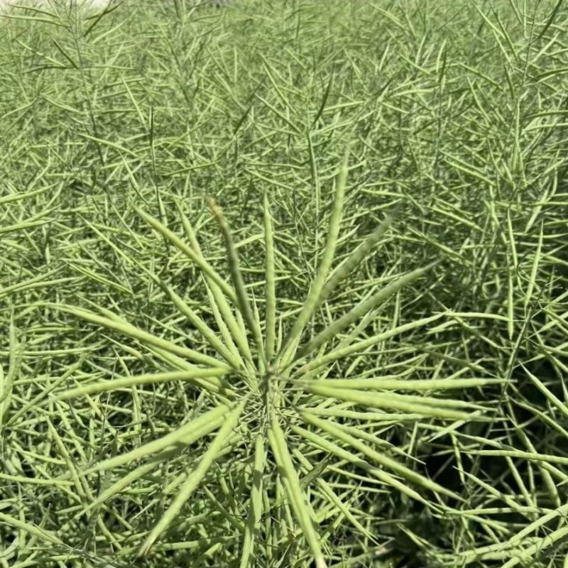 浙油505油菜种子高产杂交抗病耐寒青花菜籽榨油食用油菜种