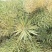 浙油505油菜种子高产杂交抗病耐寒青花菜籽榨油食用油菜种