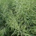 浙油505油菜种子高产杂交抗病耐寒青花菜籽榨油食用油菜种