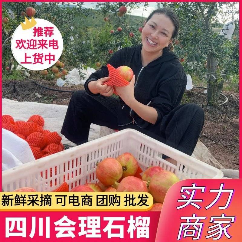 《软籽石榴》大凉山会理石榴/大量现货/全国发货/欢迎来电