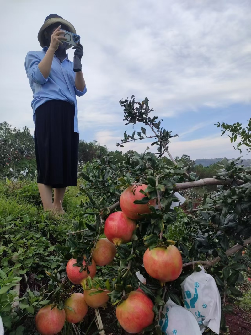 《会理石榴》软籽石榴/四川凉山产地现摘/批发～电商～商超