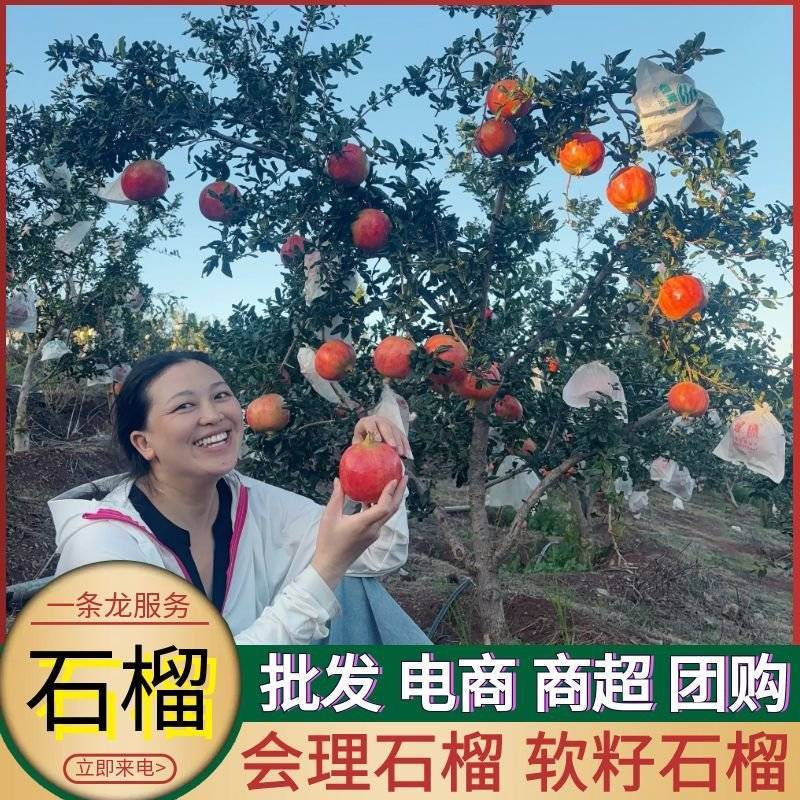 《会理石榴》软籽石榴/四川凉山产地现摘/批发～电商～商超