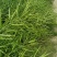 浙农油8号油菜种子高产油菜籽结荚多矮杆抗倒伏耐寒高油油菜