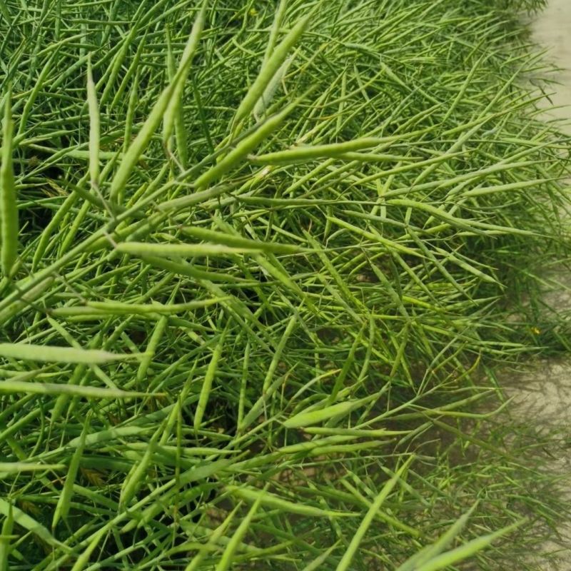 浙农油8号油菜种子高产油菜籽结荚多矮杆抗倒伏耐寒高油油菜