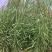 浙农油8号油菜种子高产油菜籽结荚多矮杆抗倒伏耐寒高油油菜