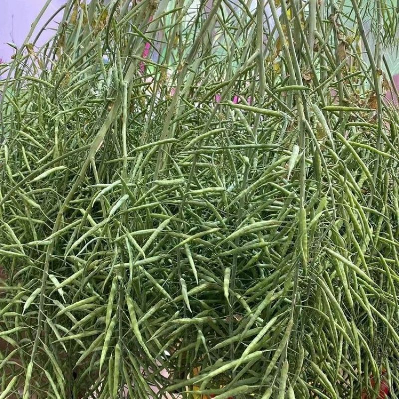 浙农油8号油菜种子高产油菜籽结荚多矮杆抗倒伏耐寒高油油菜
