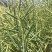 浙农油8号油菜种子高产油菜籽结荚多矮杆抗倒伏耐寒高油油菜