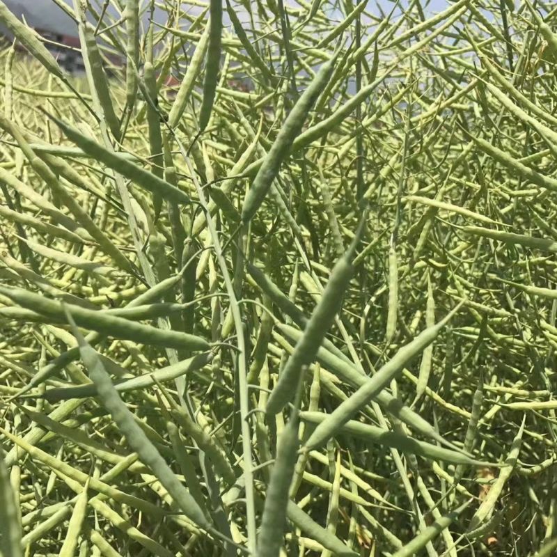 浙农油8号油菜种子高产油菜籽结荚多矮杆抗倒伏耐寒高油油菜