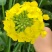 浙农油8号油菜种子高产油菜籽结荚多矮杆抗倒伏耐寒高油油菜