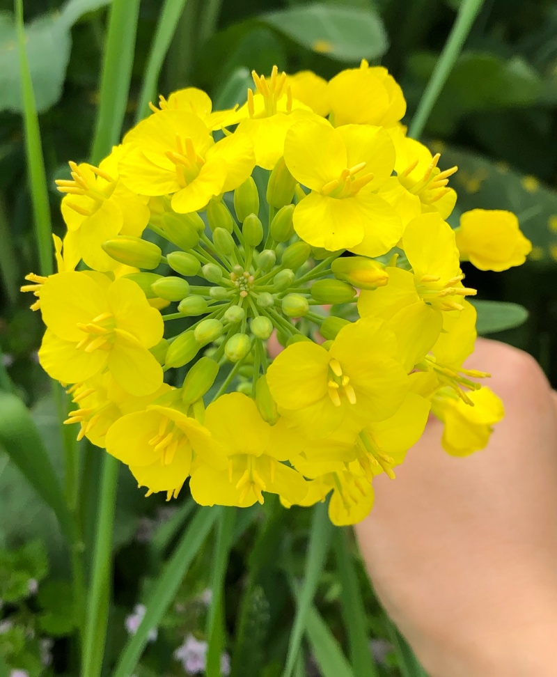 浙农油8号油菜种子高产油菜籽结荚多矮杆抗倒伏耐寒高油油菜