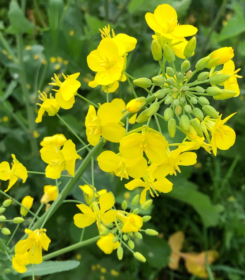 浙农油8号油菜种子高产油菜籽结荚多矮杆抗倒伏耐寒高油油菜