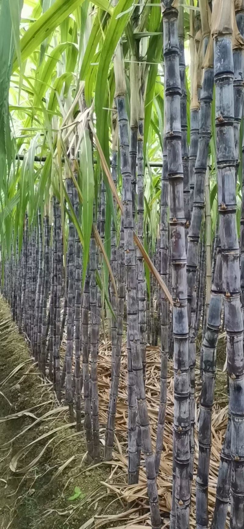 广东黑皮甘蔗产地直销，诚信经营，欢迎咨询