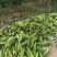 陕覀兴平万糯2000成熟无虫眼无空颗员泡满