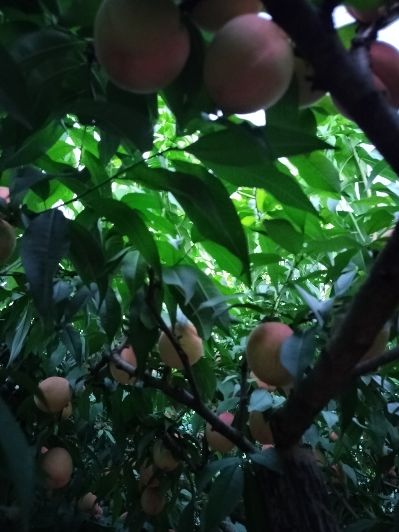 脆甜皮球桃