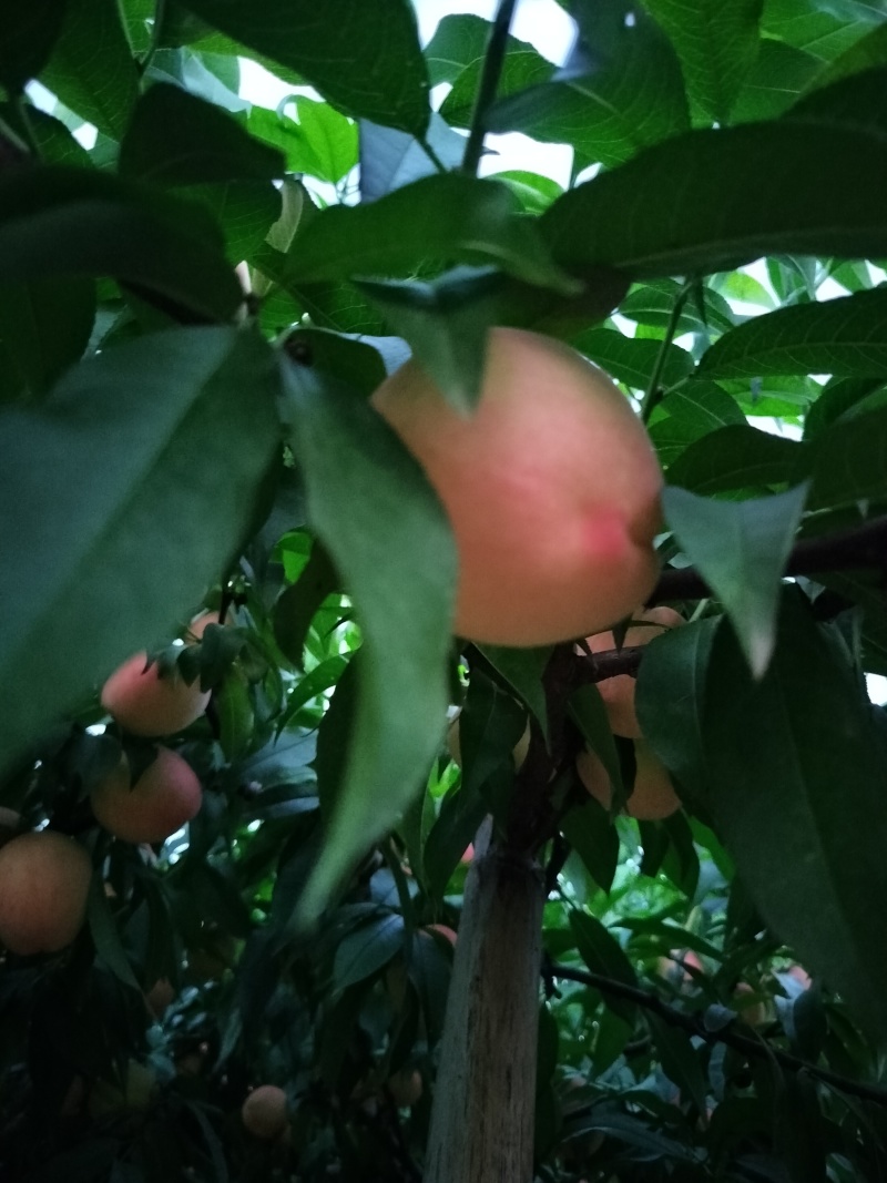 脆甜皮球桃