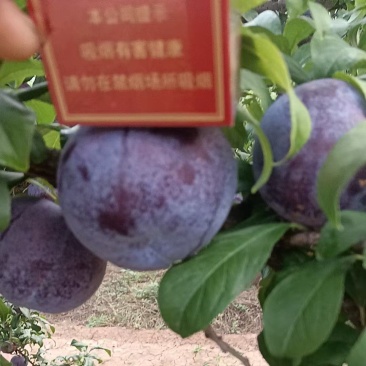 黑总统李子
