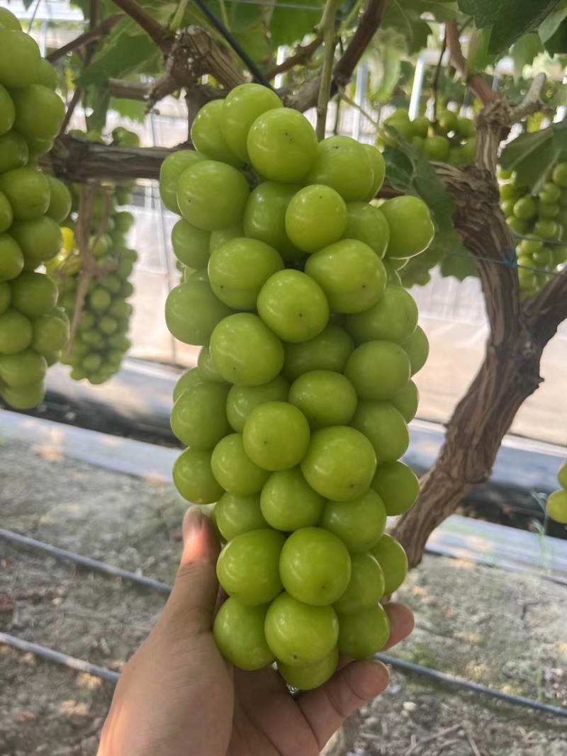 夏邑葡萄阳光玫瑰，河南葡萄阳光玫瑰，大量有货