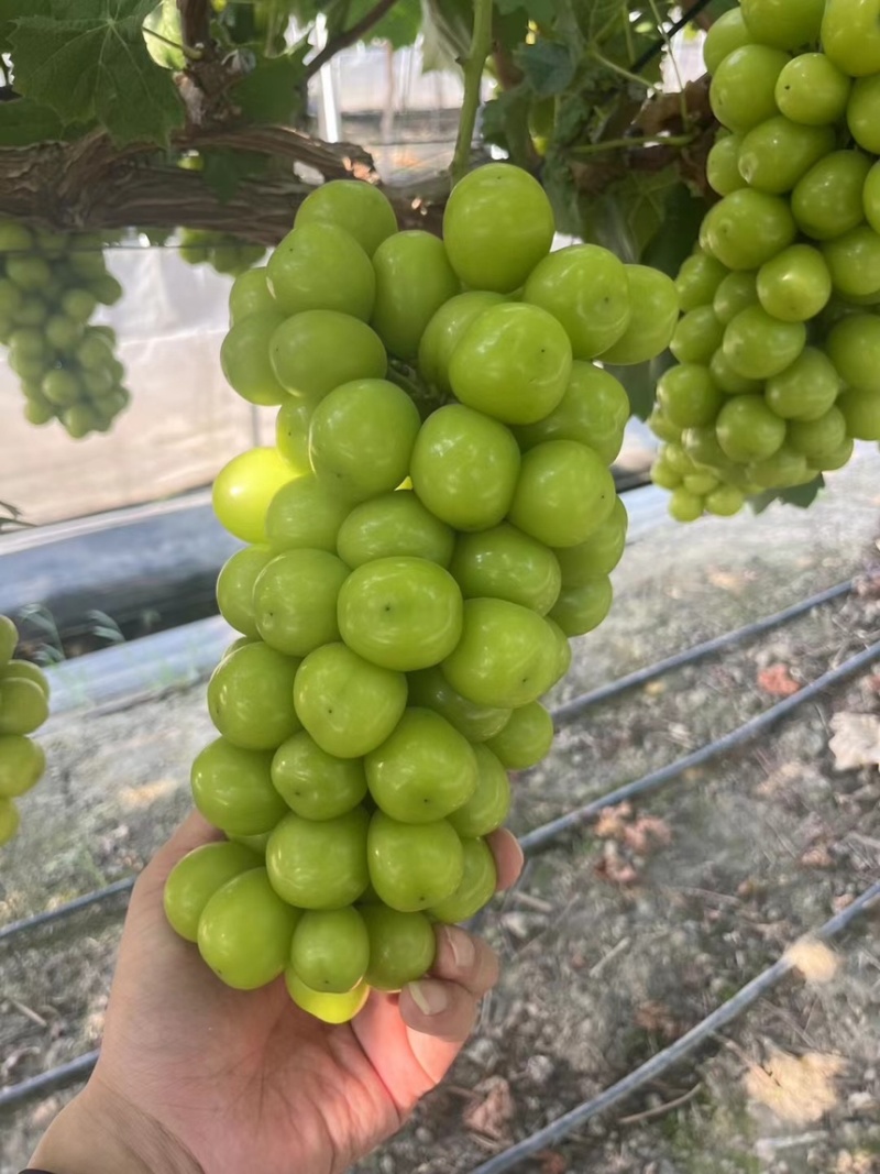 夏邑葡萄阳光玫瑰，河南葡萄阳光玫瑰，大量有货
