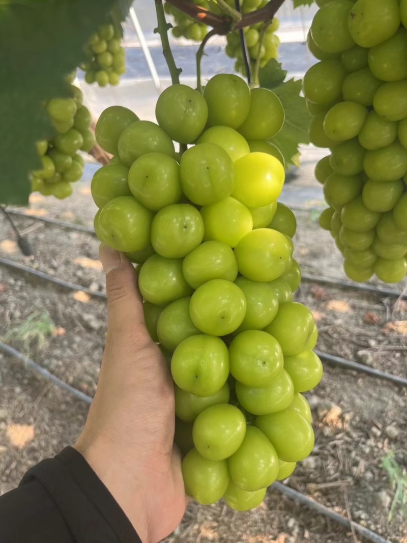 夏邑葡萄阳光玫瑰，河南葡萄阳光玫瑰，大量有货