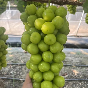 夏邑葡萄阳光玫瑰，河南葡萄阳光玫瑰，大量有货