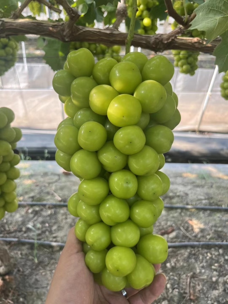 夏邑葡萄阳光玫瑰，河南葡萄阳光玫瑰，大量有货