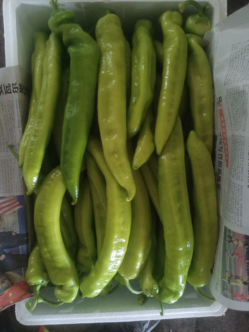 尖椒/黄皮尖椒/青辣椒/菜椒/