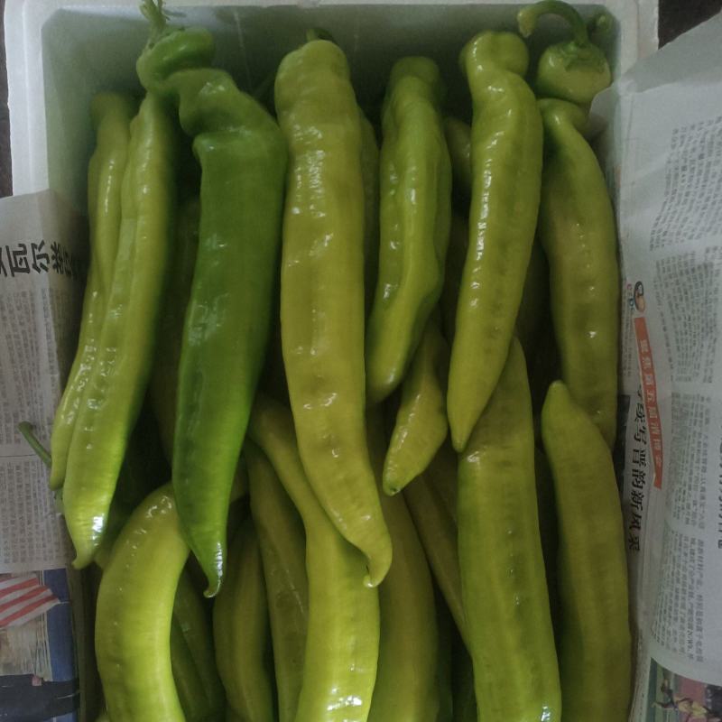 尖椒/黄皮尖椒/青辣椒/菜椒/