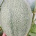 小蜜25哈密瓜，夏邑哈密瓜，河南哈密瓜，大量有货