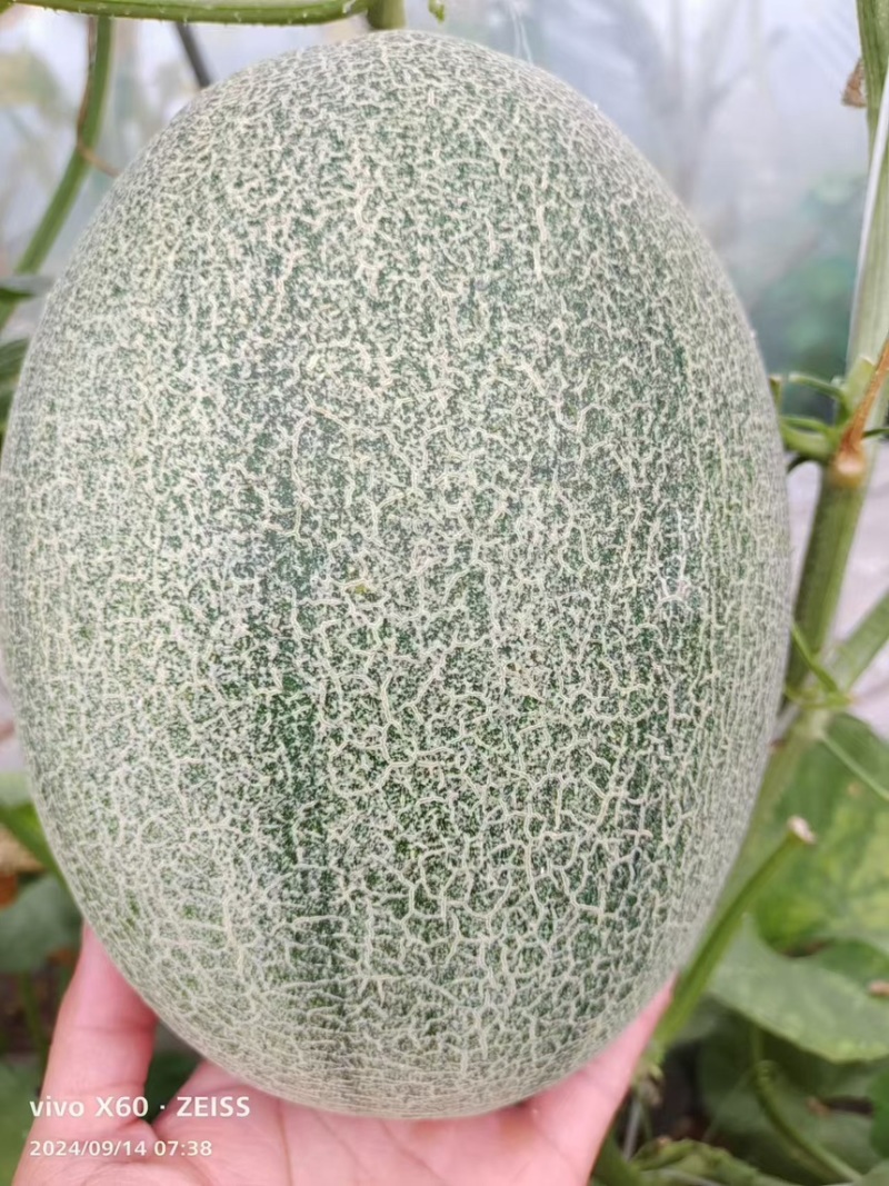 小蜜25哈密瓜，夏邑哈密瓜，河南哈密瓜，大量有货