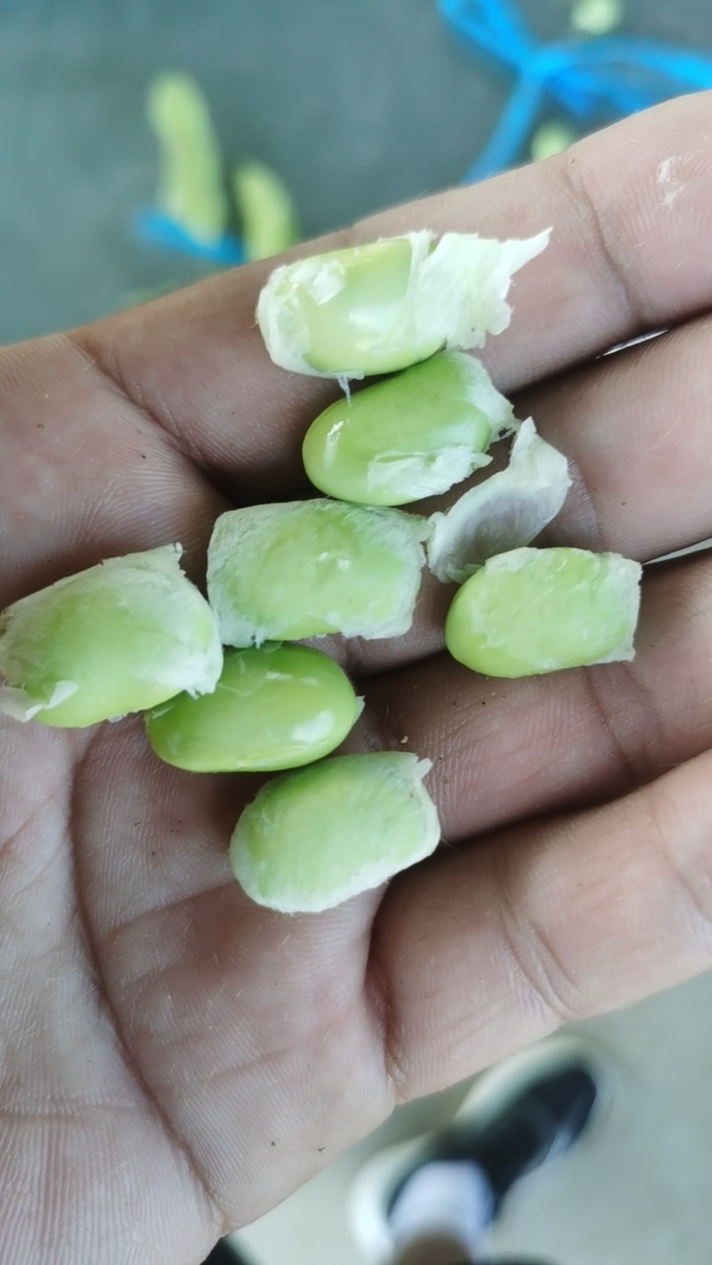 新鲜毛豆，原产地，量大，品质保证，有老板需要可以联系