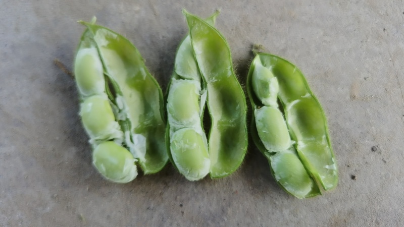新鲜毛豆，原产地，量大，品质保证，有老板需要可以联系