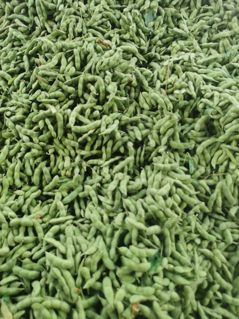 新鲜毛豆，原产地，量大，品质保证，有老板需要可以联系
