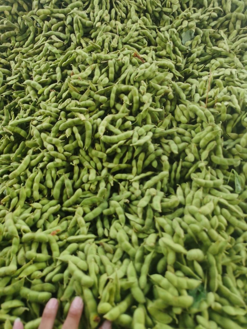 新鲜毛豆，原产地，量大，品质保证，有老板需要可以联系
