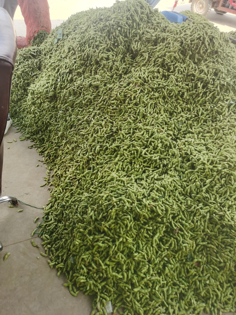 新鲜毛豆，原产地，量大，品质保证，有老板需要可以联系