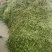 新鲜毛豆，原产地，量大，品质保证，有老板需要可以联系