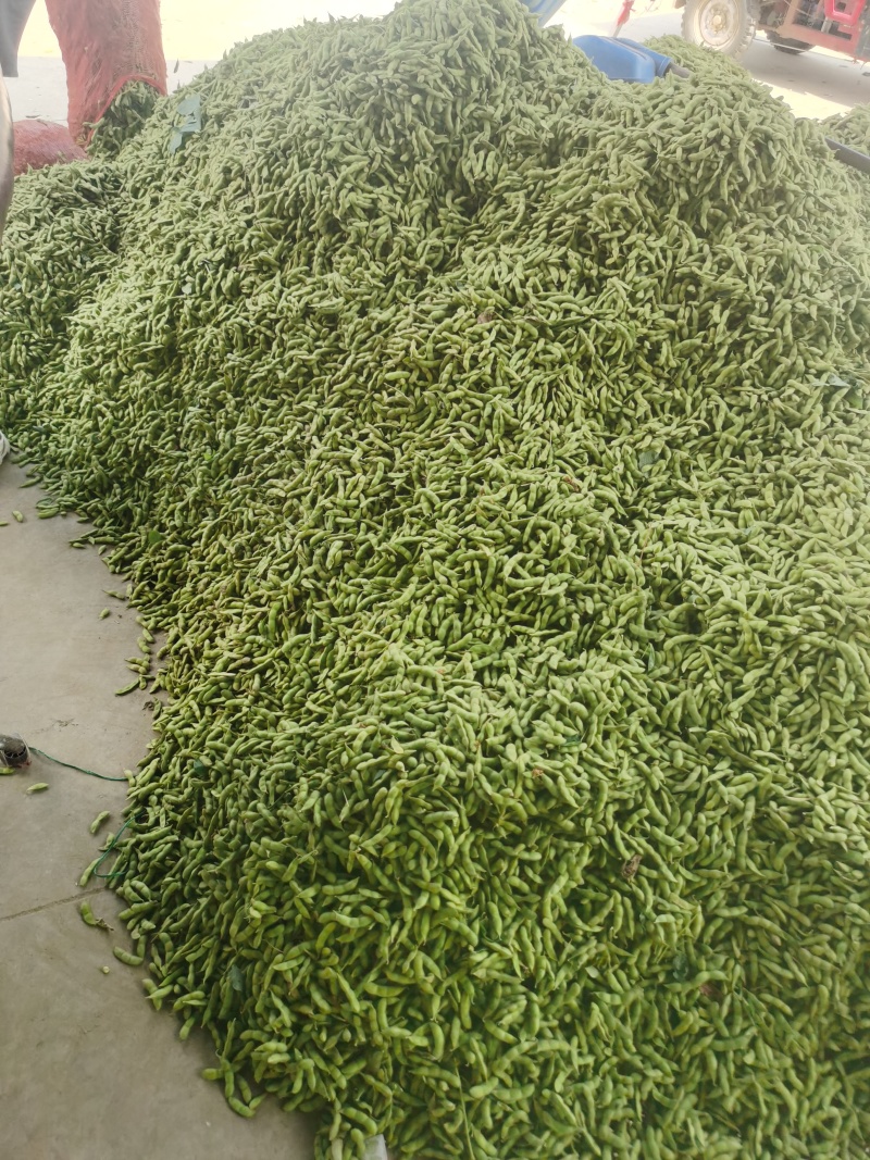 新鲜毛豆，原产地，量大，品质保证，有老板需要可以联系
