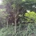 12公分麻楝