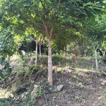 12公分麻楝