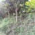 麻楝18公分