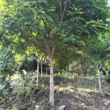 麻楝18公分