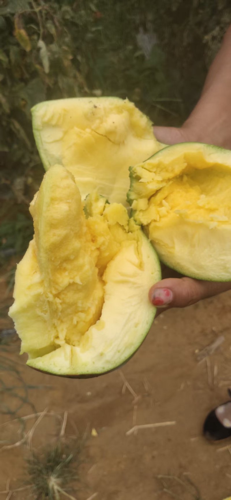 凯特芒熟了，欢迎各位老板洽谈，