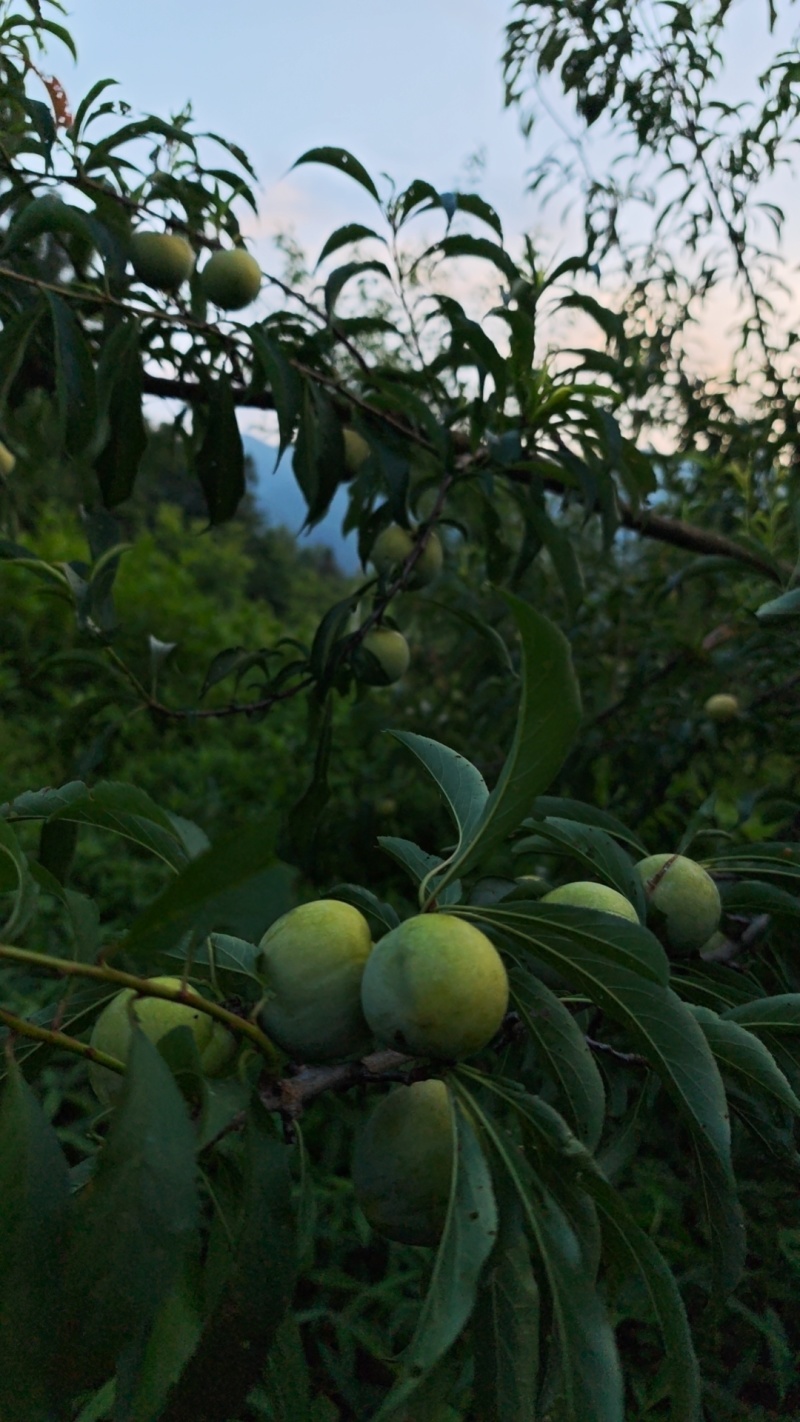 贵州蜂糖李