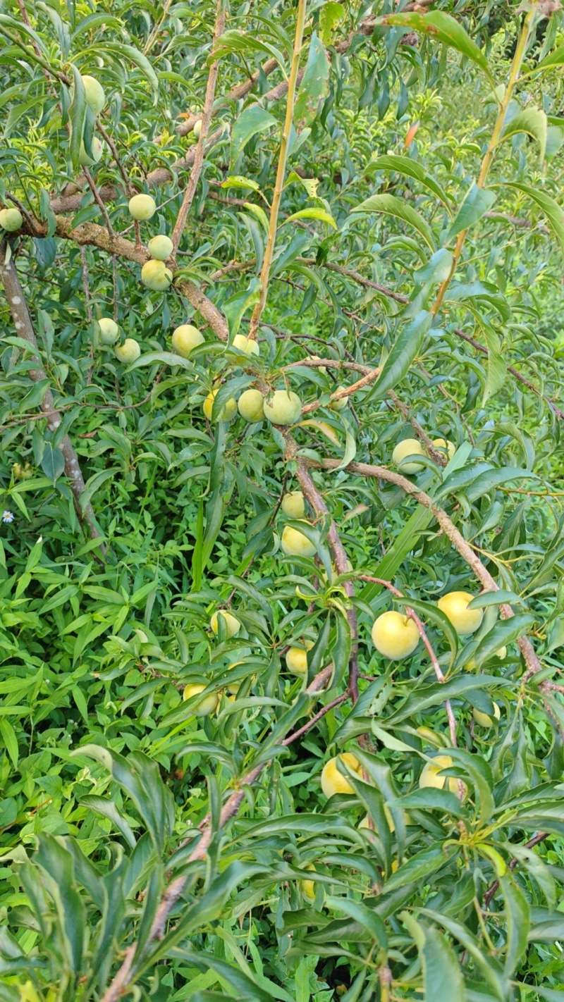 贵州蜂糖李